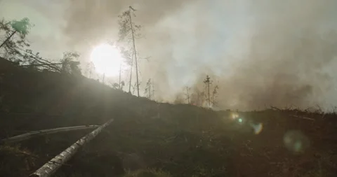 Forest fire in distance, burning forest, smoke rising towards sky, sun, flare Stock Footage 269551780