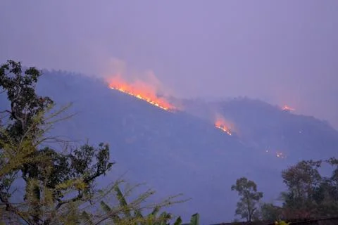 Forest fire from the distance Fotos Stock