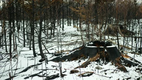 Forest fire drought dry black earth ground stump after extreme weather Vídeo Stock 230051320