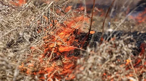 Forest fire: dry grass burning to ashes Stock Footage 54622819