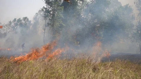 Forest with fire, dry grass causes smoke. Stock Footage 104737636