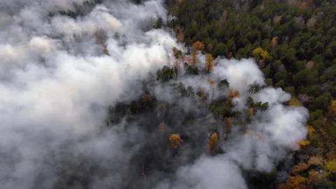 Forest fire. Dry undergrowth with burning gray smoke in the air, natural 動画素材 142252600