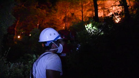 Forest fire, ecology disaster, flames, fg01 Stock Footage 256236236