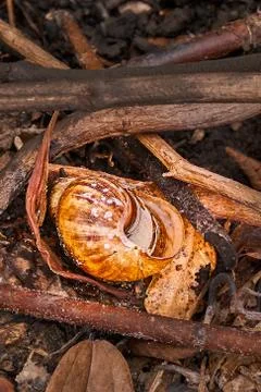 Forest fire effect, snail slugs die after a forest fire. Stock Photos