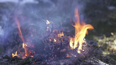 Forest fire embers glowing on ground Stock Footage 323968961