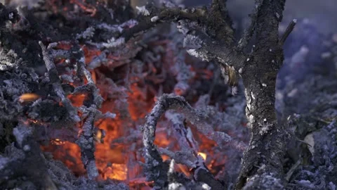 Forest fire embers glowing on ground Stock Footage 323969096