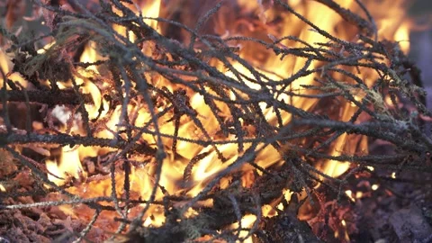 Forest fire embers glowing on ground Stock Footage 323969320