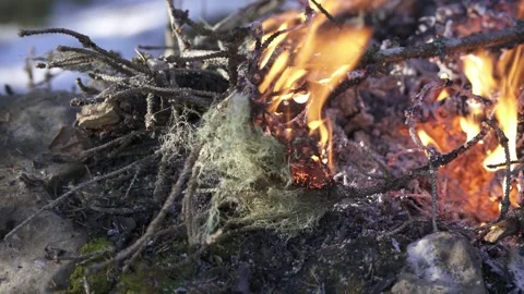 Forest fire embers glowing on ground Stock Footage 323969524