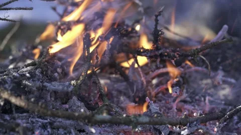 Forest fire embers glowing on ground Stock Footage 323969642