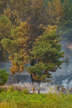 Forest fire emergency with firefighters working amid smoke Stock Photos