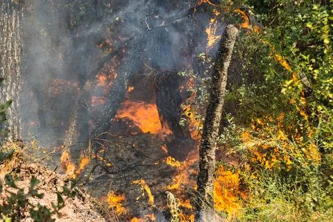Forest fire engulfs trees and underbrush Stock Photos