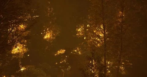 Forest fire engulfs trees in a dramatic nighttime blaze Stock Illustration