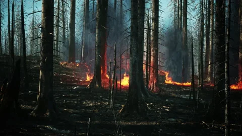Forest fire with fallen tree is burned to the ground Stock Footage 220827065