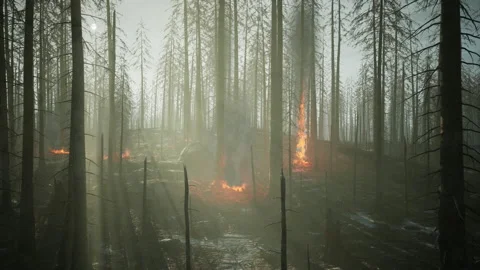 Forest fire with fallen tree is burned to the ground Video stock 229405657