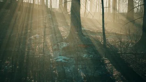 Forest fire with fallen tree is burned to the ground Illustrazione stock