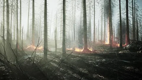 Forest fire with fallen tree is burned to the ground Illustrazione stock