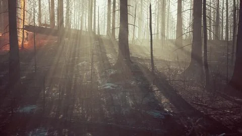 Forest fire with fallen tree is burned to the ground Stock-Illustration