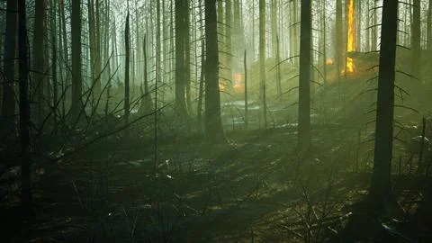 Forest fire with fallen tree is burned to the ground Illustrazione stock
