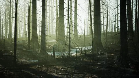 Forest fire with fallen tree is burned to the ground Stock Illustration