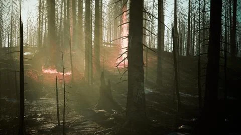 Forest fire with fallen tree is burned to the ground Stock Illustration