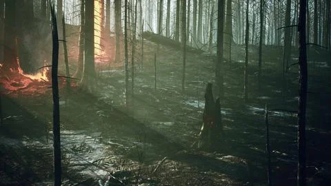 Forest fire with fallen tree is burned to the ground Stock Illustration