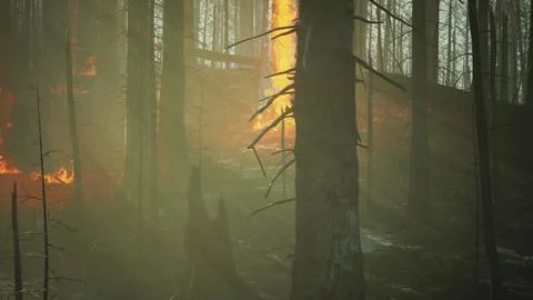 Forest fire with fallen tree is burned to the ground Stock Illustration