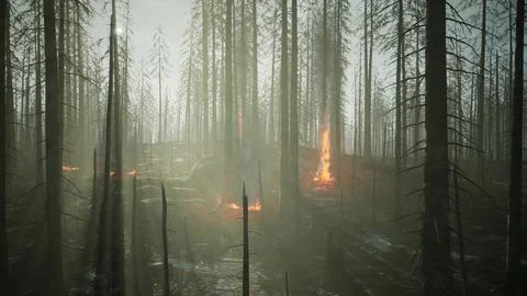 Forest fire with fallen tree is burned to the ground Illustrazione stock