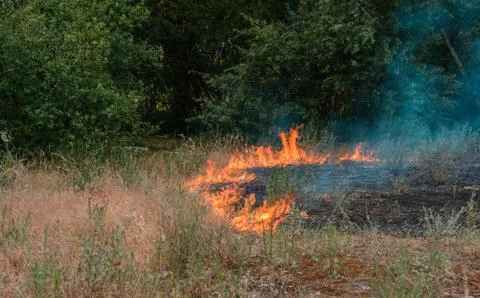 Forest fire. fallen tree is burned to the ground a lot of smoke when vildfire Stockfoto's