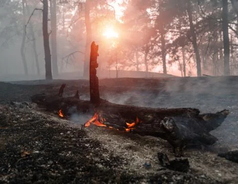 Forest fire. fallen tree is burned to the ground a lot of smoke when vildfire Stockfoto's