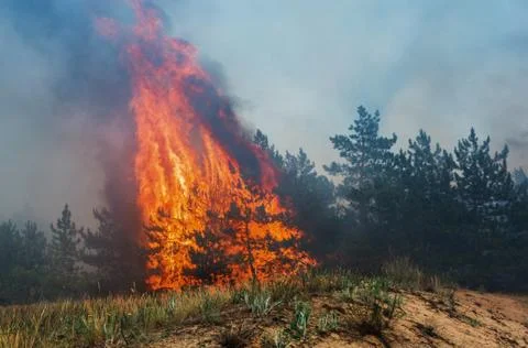 Forest fire. fallen tree is burned to the ground a lot of smoke when vildfire Fotos de archivo