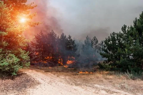 Forest fire. fallen tree is burned to the ground a lot of smoke when vildfire Fotos de archivo