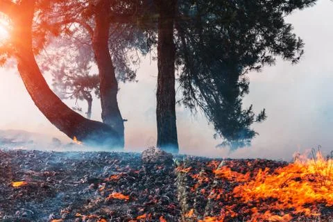 Forest fire. fallen tree is burned to the ground a lot of smoke when wildfire Fotos de archivo