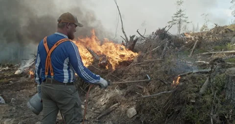 Forest fire, felled trees, smoke, man igniting fire with gas lighter Stock Footage 269440236