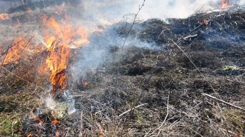 Forest fire, field burning leaving waste land Stock Footage 77391436
