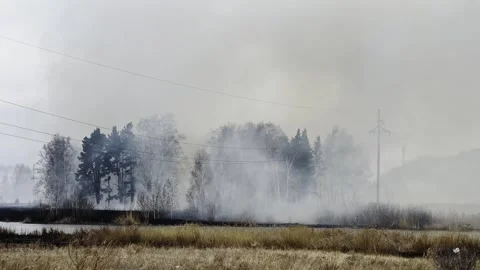 Forest fire. Fire and smoke. Burning forest. Disaster. Stock-Footage 243449786