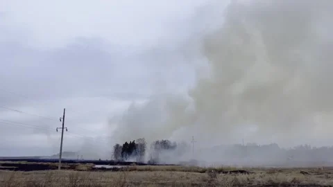 Forest fire. Fire and smoke. Burning forest. Disaster. Burning dry grass Stock-Footage 247191399