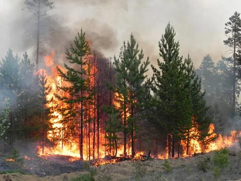 Forest fire, fire and smoke in forest. Wildfires. Stock Photos