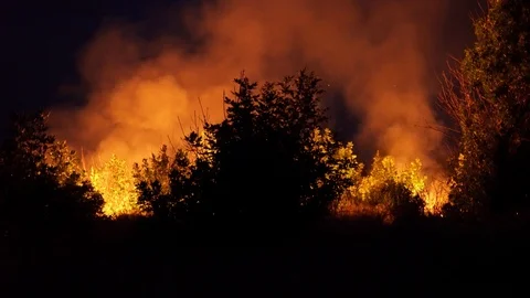 Forest fire. Fire destroys trees and forest animals. Destroyed flora and fauna. Stock Footage 118275077
