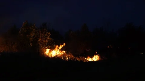 Forest fire. Fire destroys trees and forest animals. Destroyed flora and fauna. Video stock 118275115
