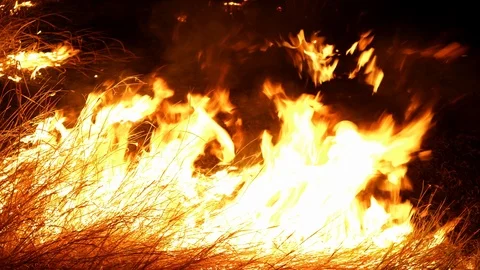 Forest fire. Fire destroys trees and forest animals. Destroyed flora and fauna. Video stock 118275121