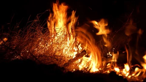 Forest fire. Fire destroys trees and forest animals. Destroyed flora and fauna. Stock Footage 118275188