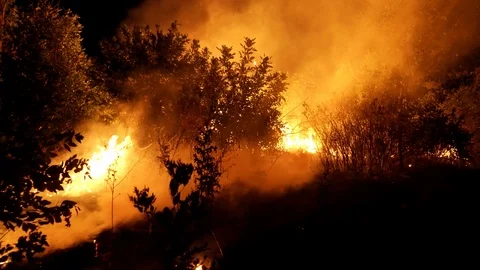Forest fire. Fire destroys trees and forest animals. Destroyed flora and fauna. Видео 118275209