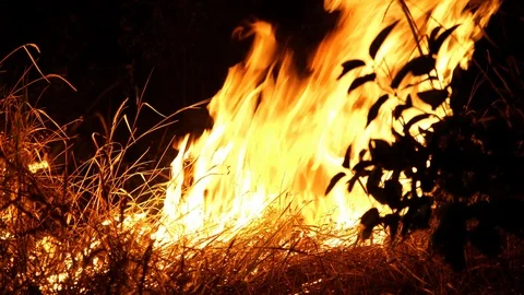 Forest fire. Fire destroys trees and forest animals. Destroyed flora and fauna. Stock Footage 118428284