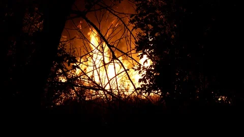Forest fire. Fire destroys trees and forest animals. Destroyed flora and fauna. Stock Footage 118428332