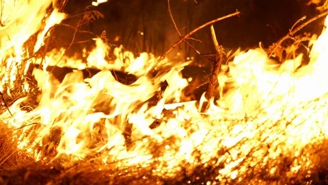 Forest fire. Fire destroys trees and forest animals. Destroyed flora and fauna. Stock Footage 118428419