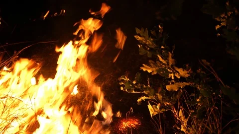 Forest fire. Fire destroys trees and forest animals. Destroyed flora and fauna. Stock Footage 118953037