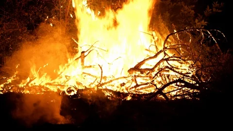 Forest fire. Fire destroys trees and forest animals. Destroyed flora and fauna. Видео 118953071