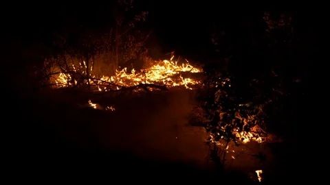 Forest fire. Fire destroys trees and forest animals. Destroyed flora and fauna. Stock Footage 118953119