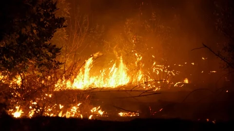 Forest fire. Fire destroys trees and forest animals. Destroyed flora and fauna. Stock Footage 118953123