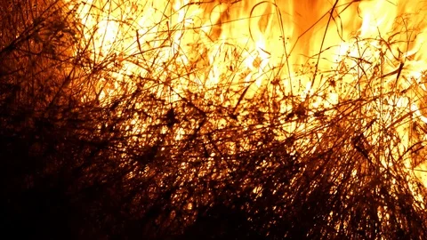 Forest fire. Fire destroys trees and forest animals. Destroyed flora and fauna. Видео 118953162